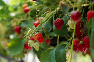 Comment propager des fraisiers en utilisant des stolons