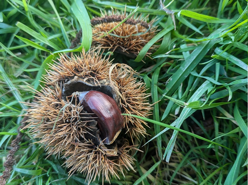 châtaignes dans son bogue