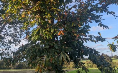 L’Art de Transformer les Châtaignes : De la Forêt à la Farine