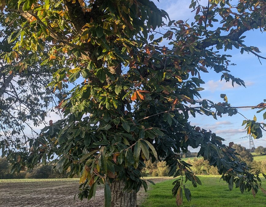 L’Art de Transformer les Châtaignes : De la Forêt à la Farine