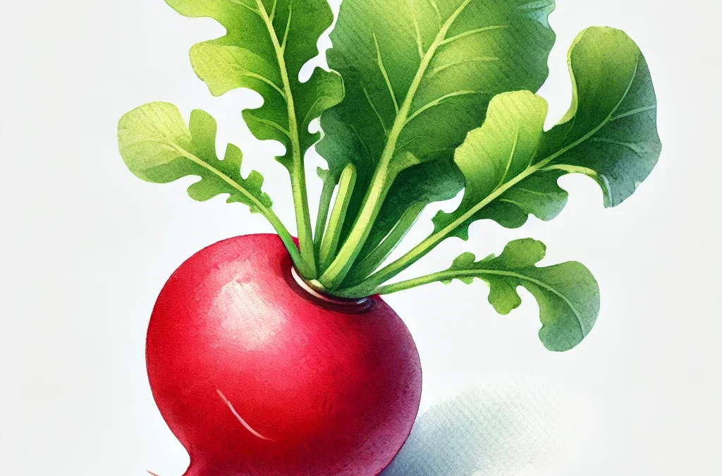 Tout Sur les Radis : De la Culture à la Cuisine