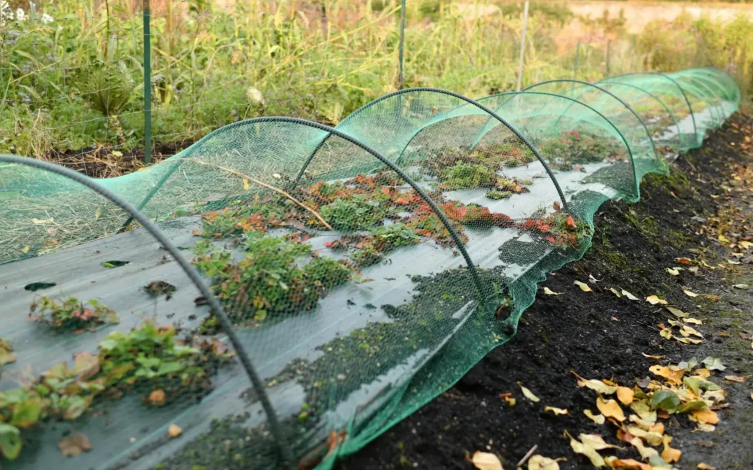 La serre de jardin