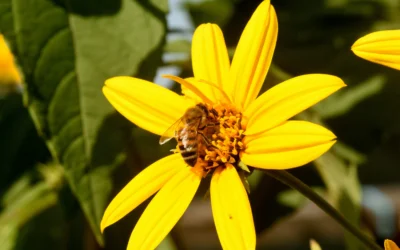 Cultiver le topinambour: plantation, entretien et récolte